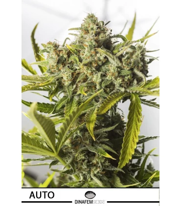 Auto Blue Critical - Dinafem - Kayamurcia.es