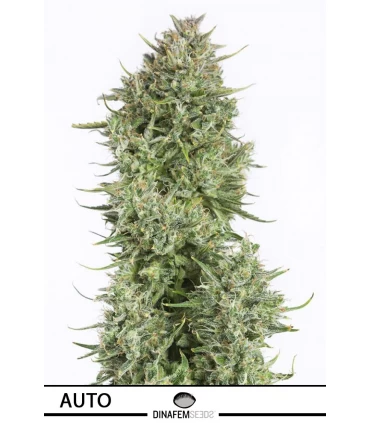 Auto Blue Kush - Dinafem - Kayamurcia.es
