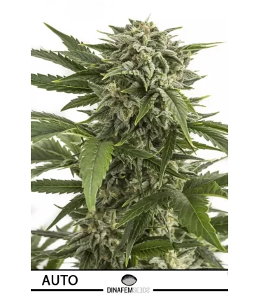 Auto Bubba Kush - Dinafem - Kayamurcia.es