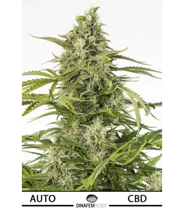 Auto Cheese CBD - Dinafem - Kayamurcia.es