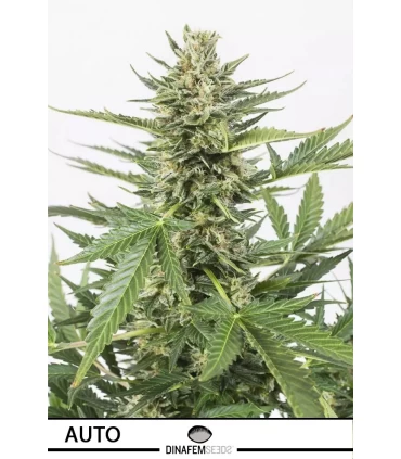 Auto Cheese XXL - Dinafem - Kayamurcia.es