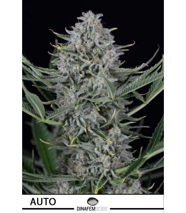 Auto Cookies - Dinafem - Kayamurcia.es