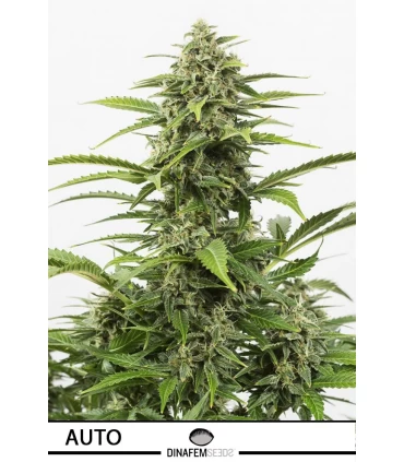 Auto Critical - Dinafem - Kayamurcia.es