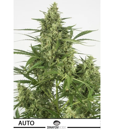 Auto Critical + 2.0 - Dinafem - Kayamurcia.es