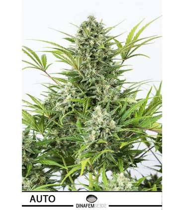 Auto Critical Cheese - Dinafem - Kayamurcia.es