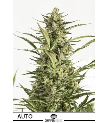 Auto Critical Jack - Dinafem - Kayamurcia.es