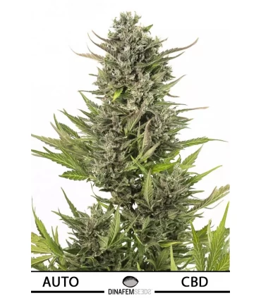 Auto Critical+  CBD - Dinafem - Kayamurcia.es