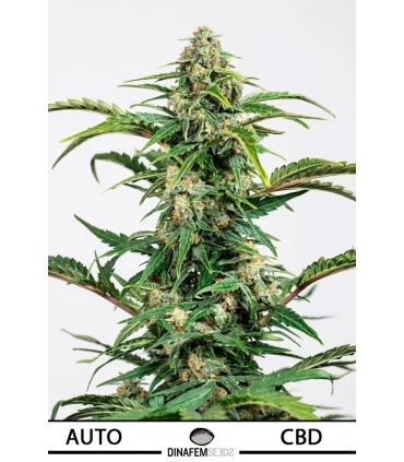 Auto Dinamed CBD - Dinafem - Kayamurcia.es