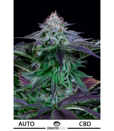 Auto Dinamed Kush CBD - Dinafem - Kayamurcia.es