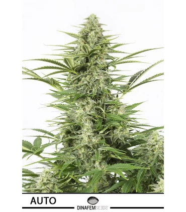 Auto Dinamex - Dinafem - Kayamurcia.es