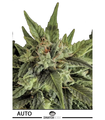 Auto Fruit - Dinafem - Kayamurcia.es
