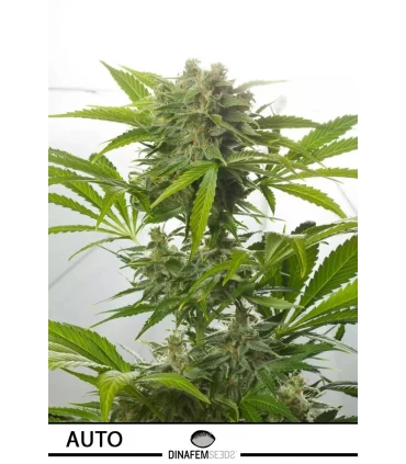 Auto Gorilla - Dinafem - Kayamurcia.es