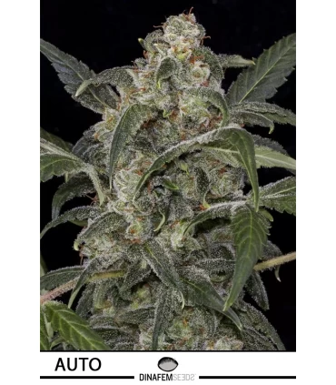 Auto Haze 2.0 - Dinafem - Kayamurcia.es