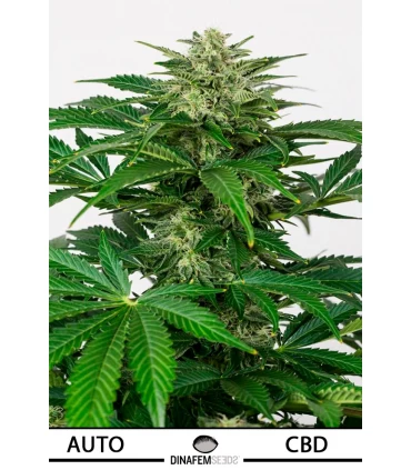 Auto Haze CBD - Dinafem - Kayamurcia.es