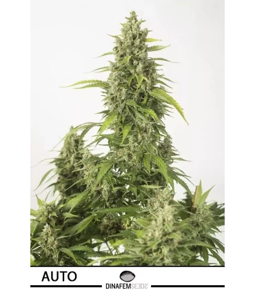 Auto Haze XXL - Dinafem - Kayamurcia.es