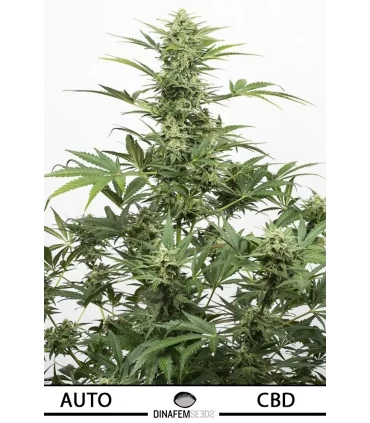Auto Industrial Plant CBD - Dinafem - Kayamurcia.es
