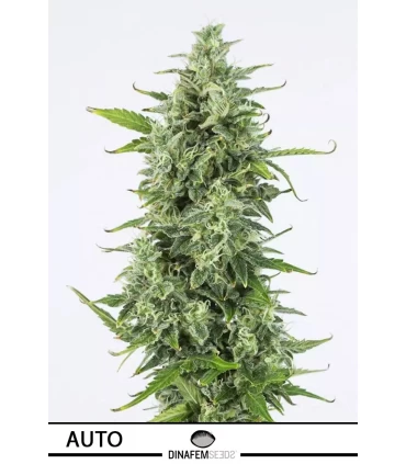 Auto OG Kush - Dinafem - Kayamurcia.es