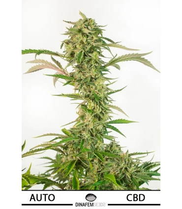 Auto OG Kush CBD - Dinafem - Kayamurcia.es
