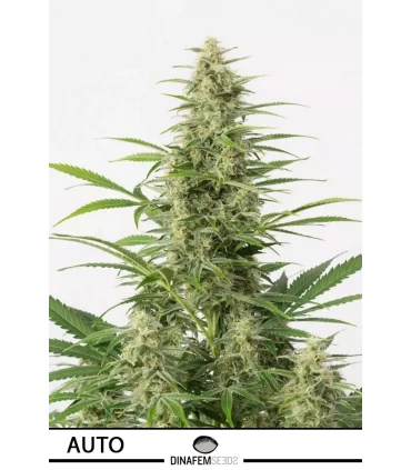 Auto Sour Diesel - Dinafem - Kayamurcia.es