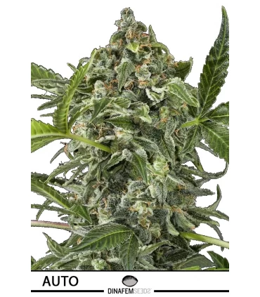 Auto White Cheese - Dinafem - Kayamurcia.es