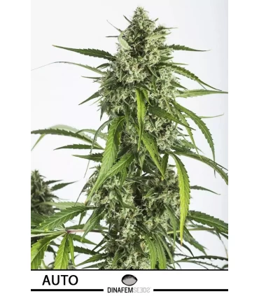 Auto White Widow XXL - Dinafem - Kayamurcia.es