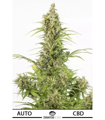 Auto White Widow CBD - Dinafem - Kayamurcia.es