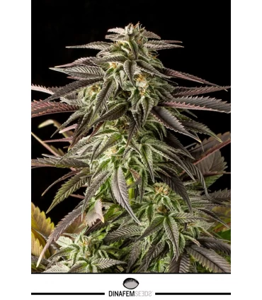 Blue Chees - Dinafem - Kayamurcia.es