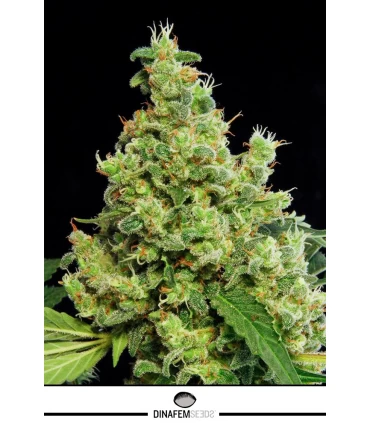 Blue Hash - Dinafem - Kayamurcia.es