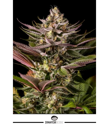 Blue Kush - Dinafem - Kayamurcia.es