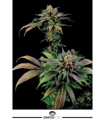 Blue Widow - Dinafem - Kayamurcia.es