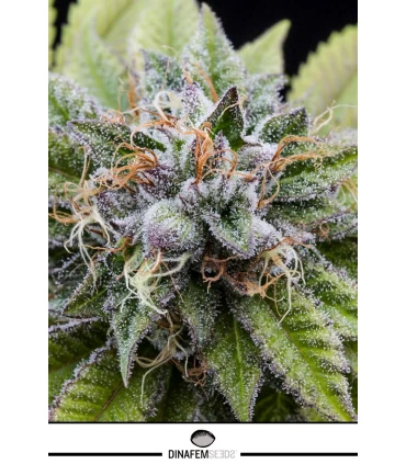 Bubba Kush - Dinafem - Kayamurcia.es