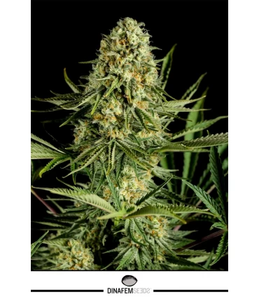 Critical Cheese - Dinafem - Kayamurcia.es