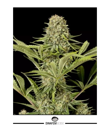 Critical Jack - Dinafem - Kayamurcia.es