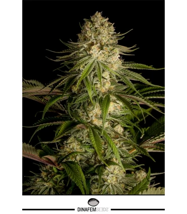 Critical Kush - Dinafem - Kayamurcia.es