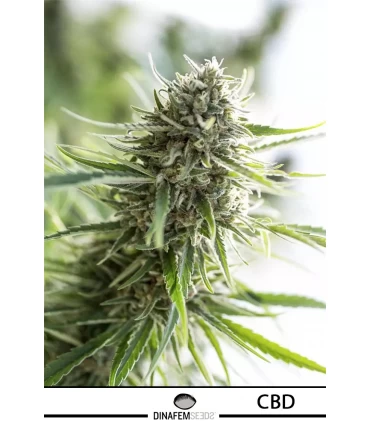 Critical Mass CBD - Dinafem - Kayamurcia.es