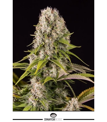 Diesel - Dinafem - Kayamurcia.es
