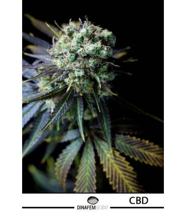 Dinamed CBD - Dinafem - Kayamurcia.es