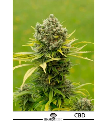 Dinamed CBD Plus - Dinafem - Kayamurcia.es