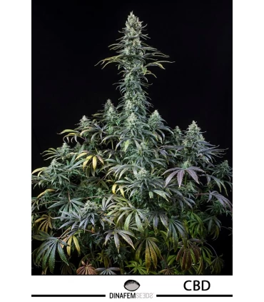 Early Amnesia CBD - Dinafem - Kayamurcia.es