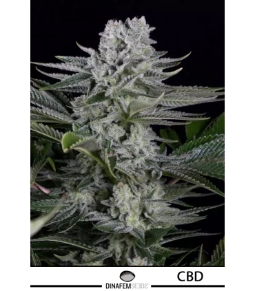 Gorilla CBD - Dinafem - Kayamurcia.es