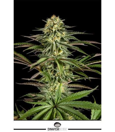 Kush-N-Cheese - Dinafem - Kayamurcia.es