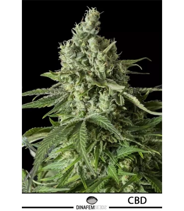 Moby Dick CBD - Dinafem - Kayamurcia.es