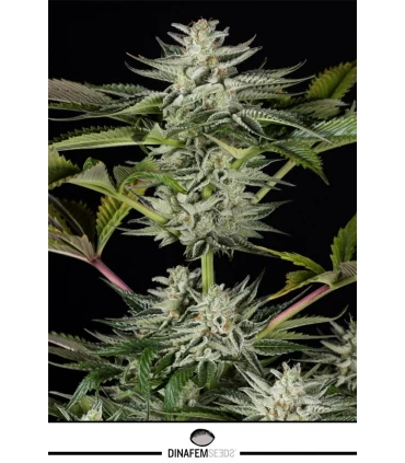 Ocean Grown Cookies - Dinafem - Kayamurcia.es