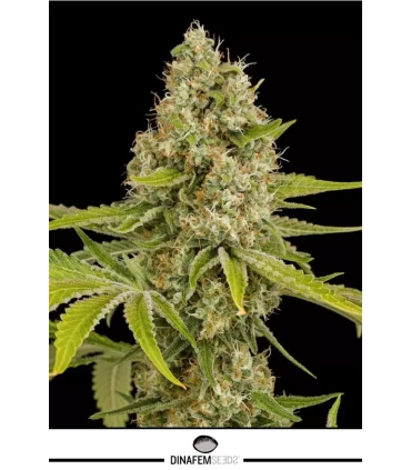 Og Kush - Dinafem - Kayamurcia.es