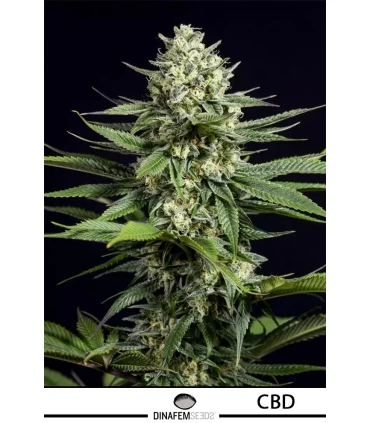 Og Kush CBD - Dinafem - Kayamurcia.es
