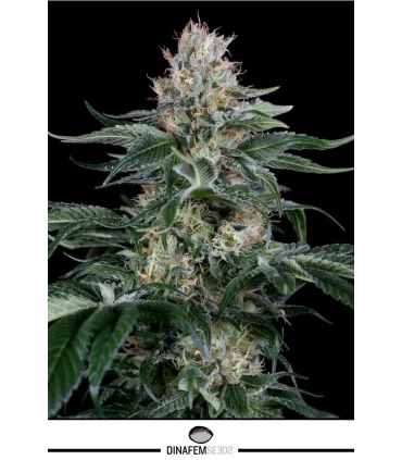 Orange Juice - Dinafem - Kayamurcia.es