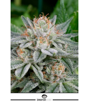 Gorilla - Dinafem - Kayamurcia.es