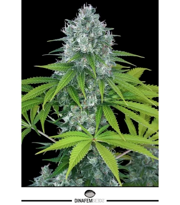 Power Kush - Dinafem - Kayamurcia.es