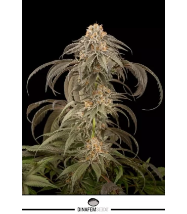 Purple Afghan Kush - Dinafem - Kayamurcia.es