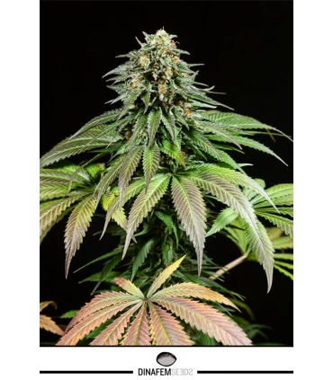 Purple Moby Dick - Dinafem - Kayamurcia.es